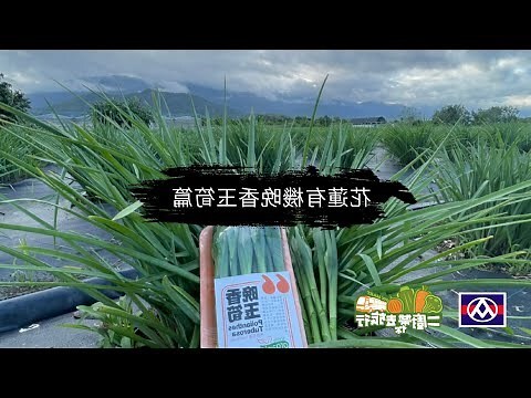 晚香玉 種植